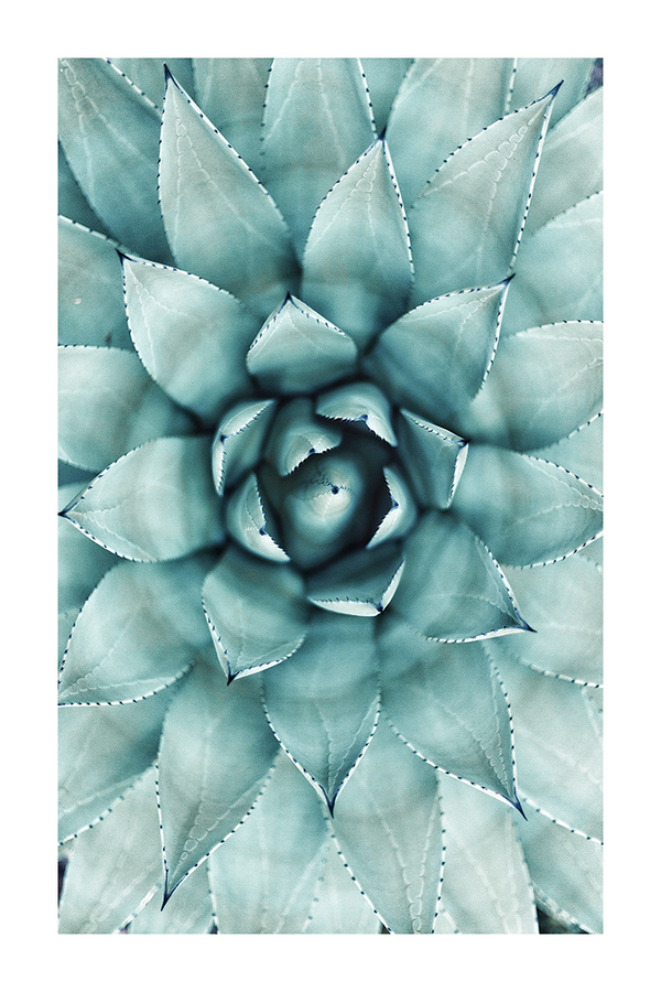 Green Succulent Poster