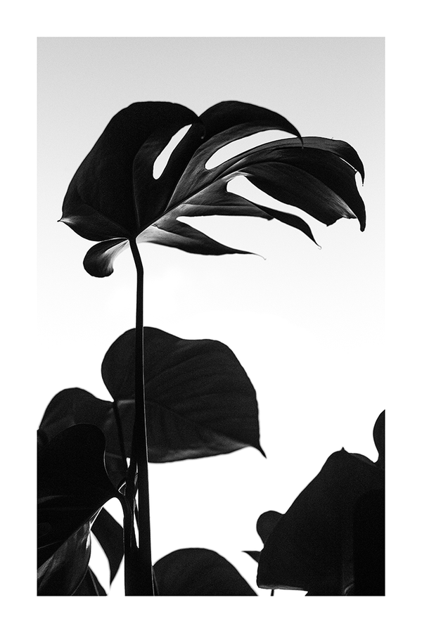 Monochrome Monstera Poster