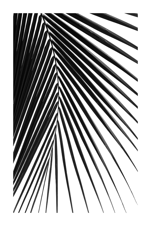 Monochrome Palm Leaf Poster