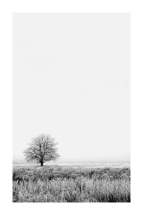 Lonely Tree Poster