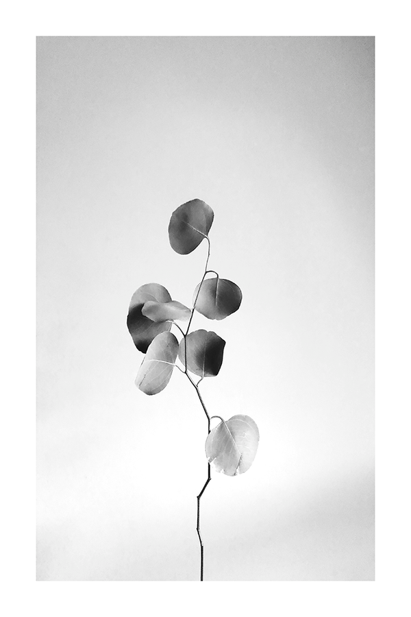 Monochrome Eucalyptus Leaves Poster