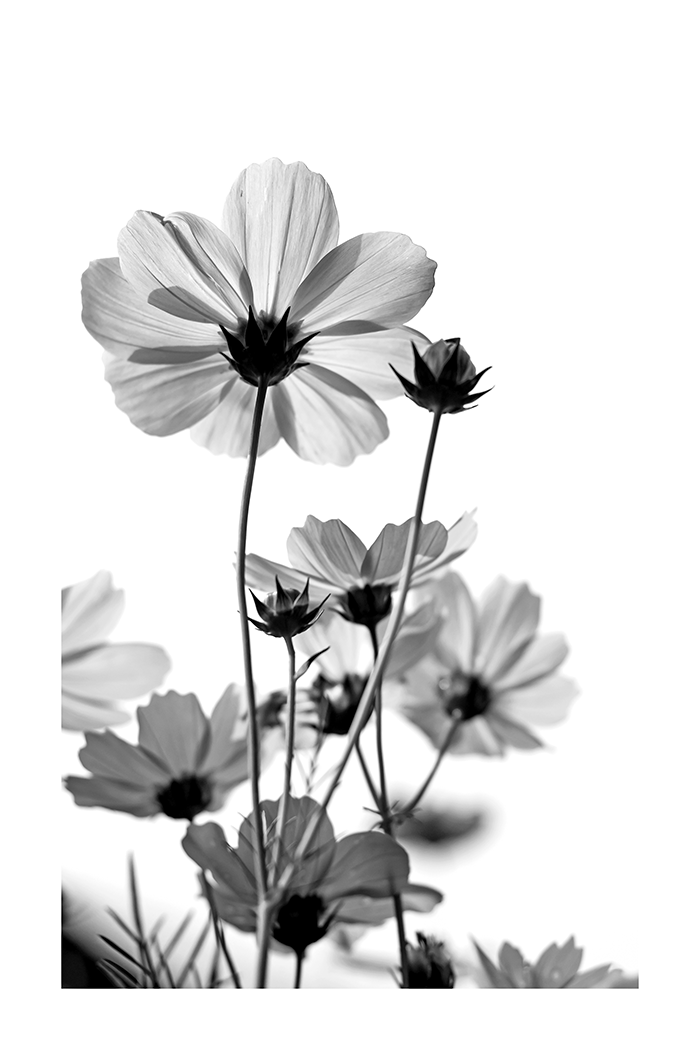 Black and White Flower Poster
