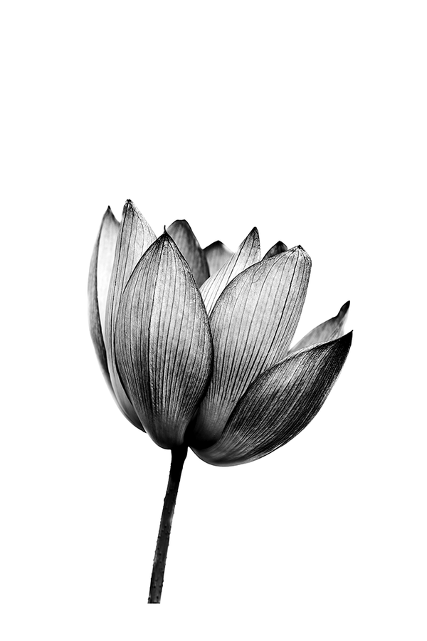 Monochrome Flower Poster