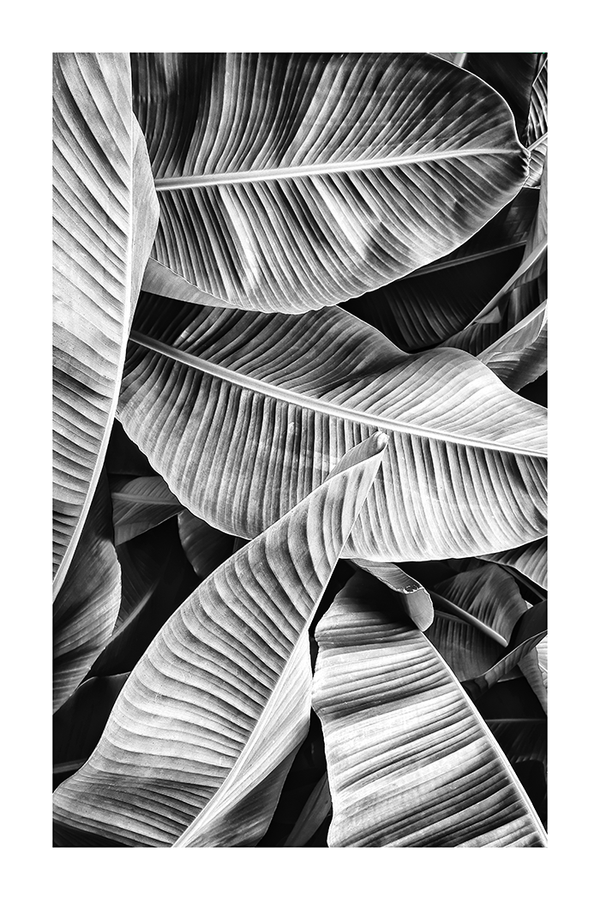 Large Leaves Poster