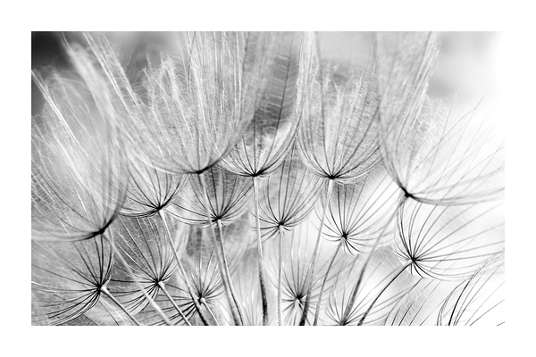 Common Dandelion Poster