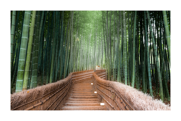 Path to Bamboo Forest Poster