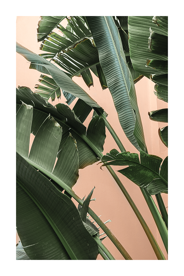 Travellers Palm Tree Poster