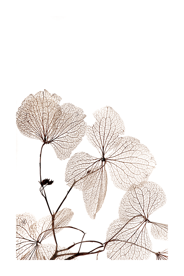 Dried Plant Poster NO.2