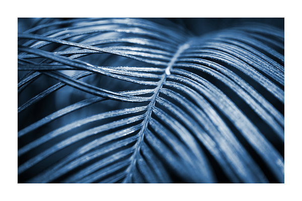 Dark Blue Palm Close Up Poster