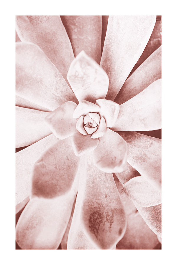 Pink Succulent Poster