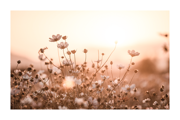 Sunset Flower Poster