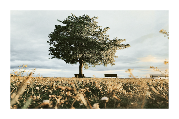 Tree in a Field Poster