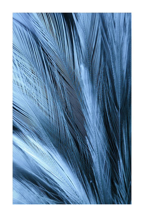 Blue Feather Poster