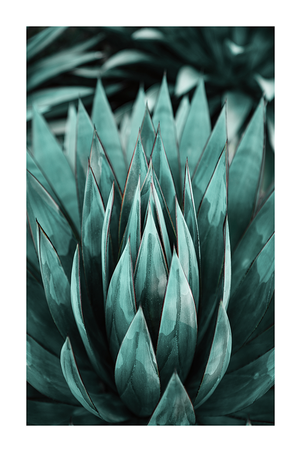 Succulent Plants Poster