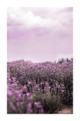 Purple Lavender Detail Poster