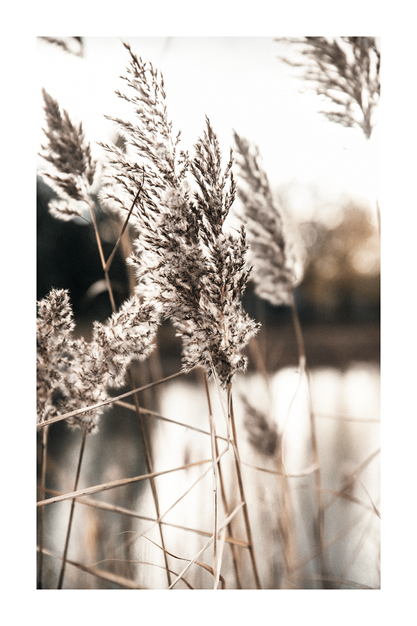 Pampas Grass Detail Poster