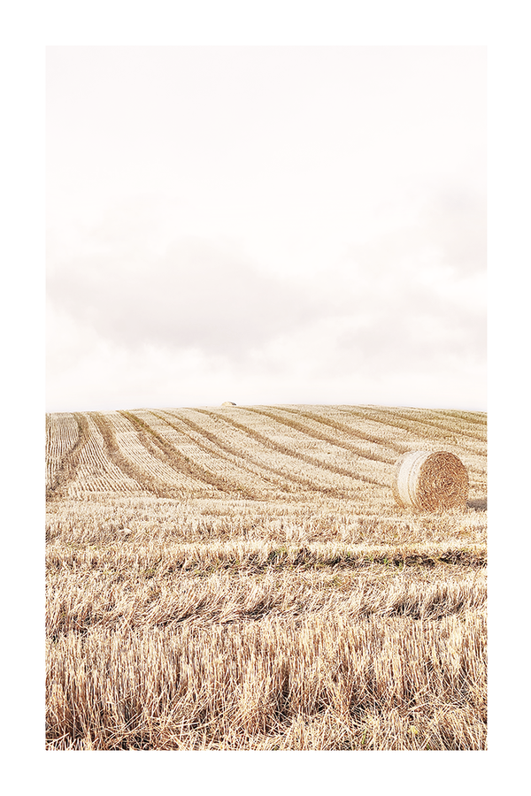 Autumn Field Poster