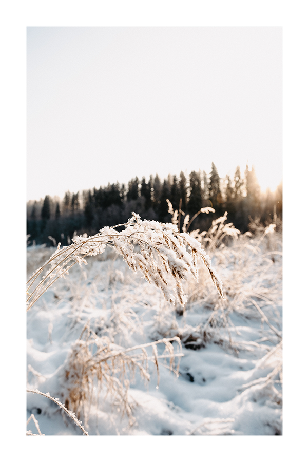 Snow on Reed Poster