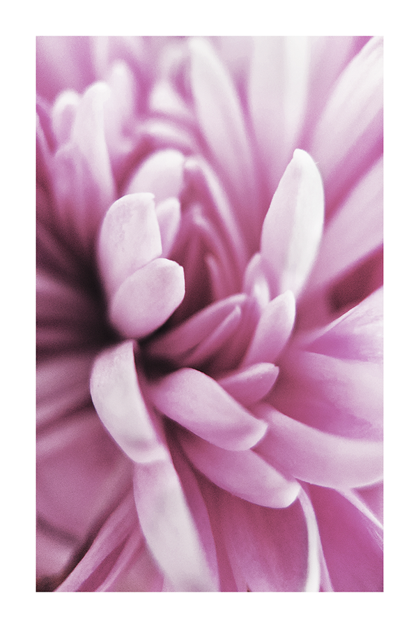 Purple Petal Detail Poster