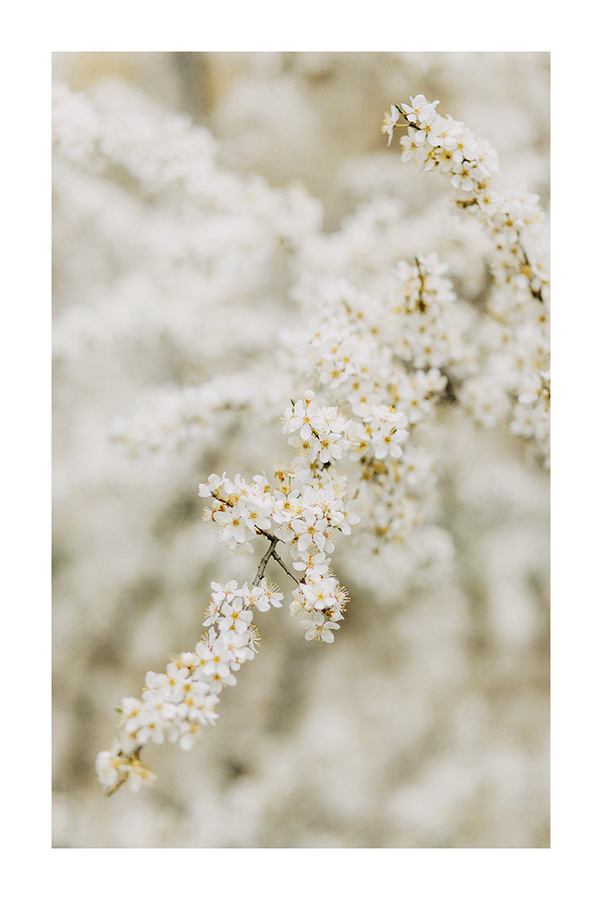 White Cherry Flowers Poster