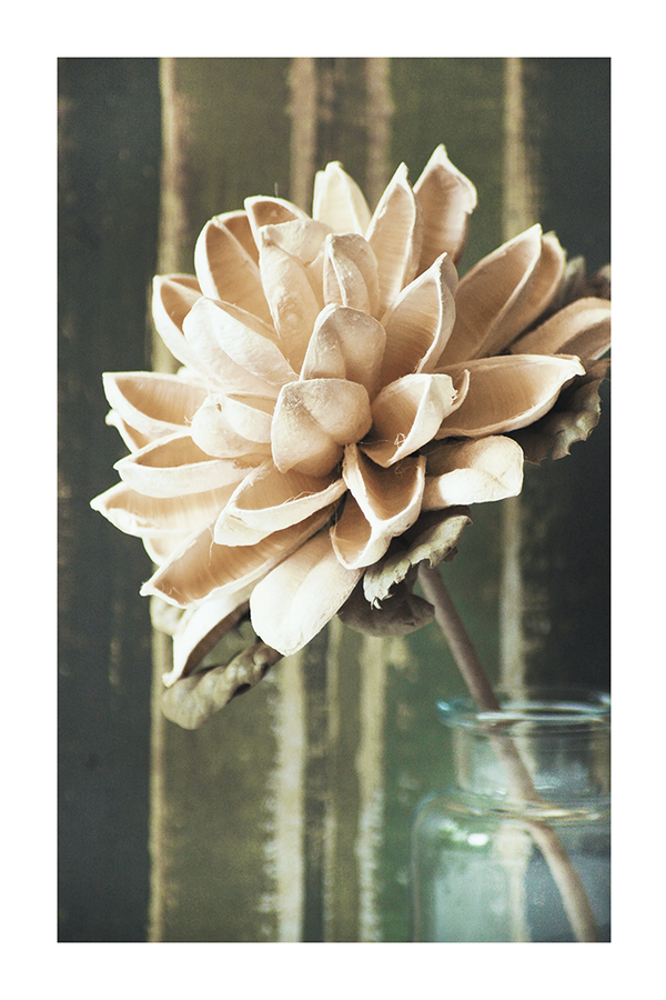 Dried Dahlia Poster