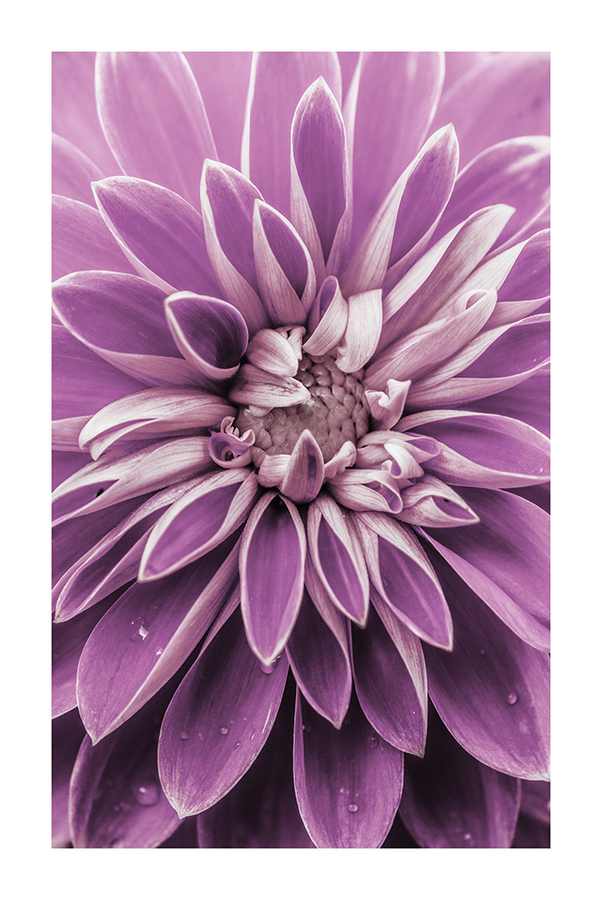 Purple Dahlia Detail Poster No.2