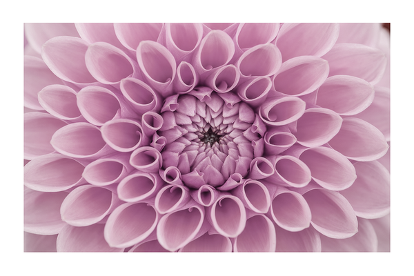 Purple Dahlia Detail Poster No.3