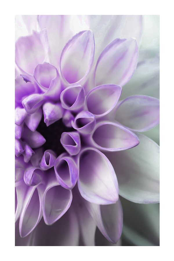 Dahlia Petals Detail Poster