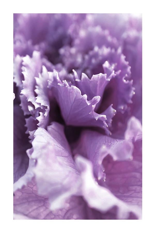 Purple Carnation Poster