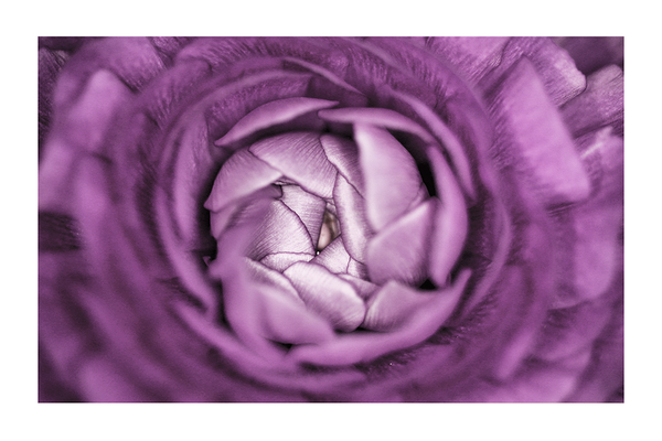 Purple Rose Budding Poster