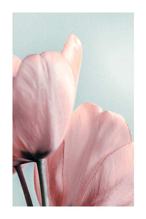 Pink Tulip Poster