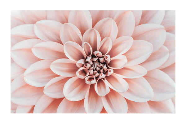 Warm Dahlia Poster