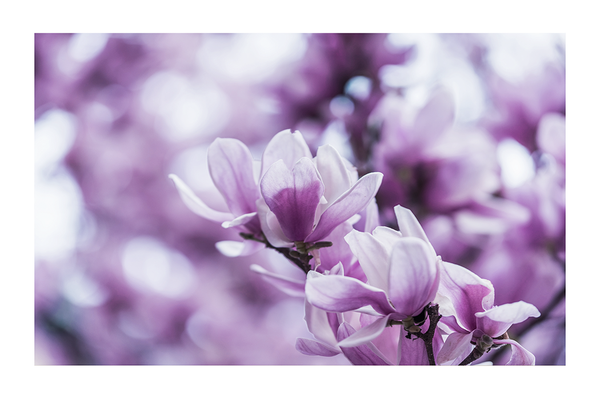 Purple Magnolia Poster