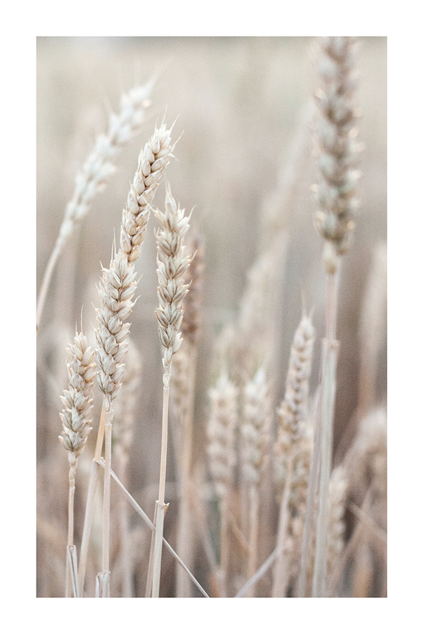 Beige Wheat Poster