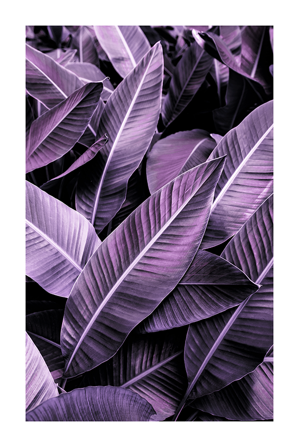 Purple Calathea Leaves Poster