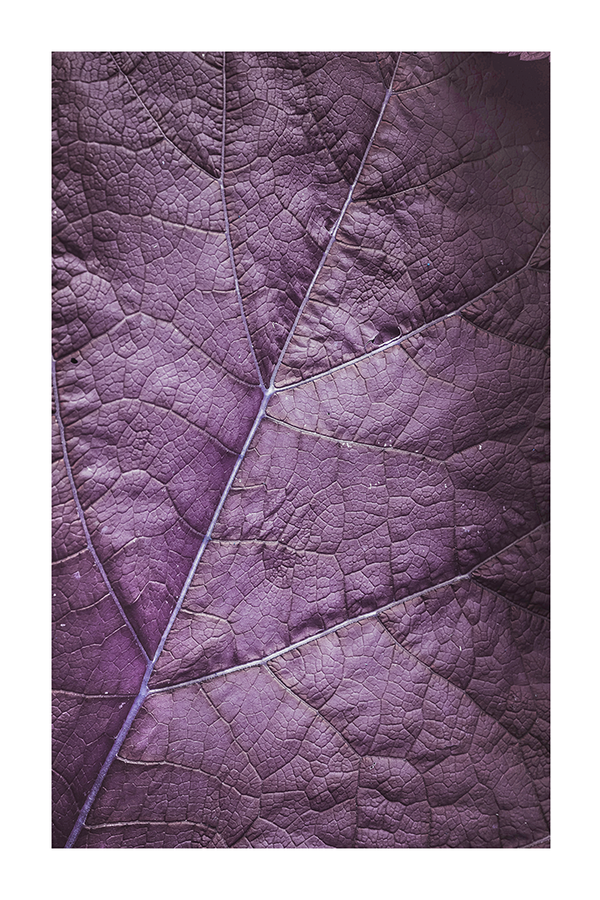 Purple Leaf Vein Poster