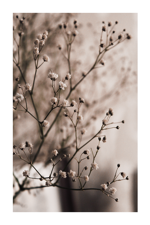 Dried Little Flower Poster