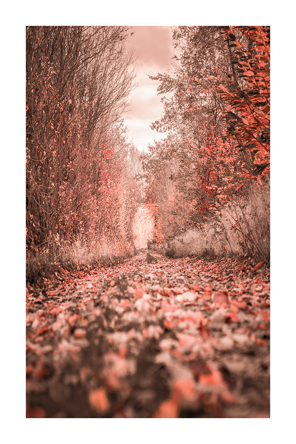 Fallen Leaves Poster