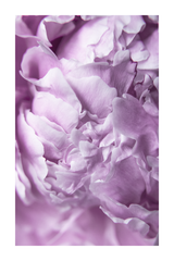 Light Purple Petals Poster