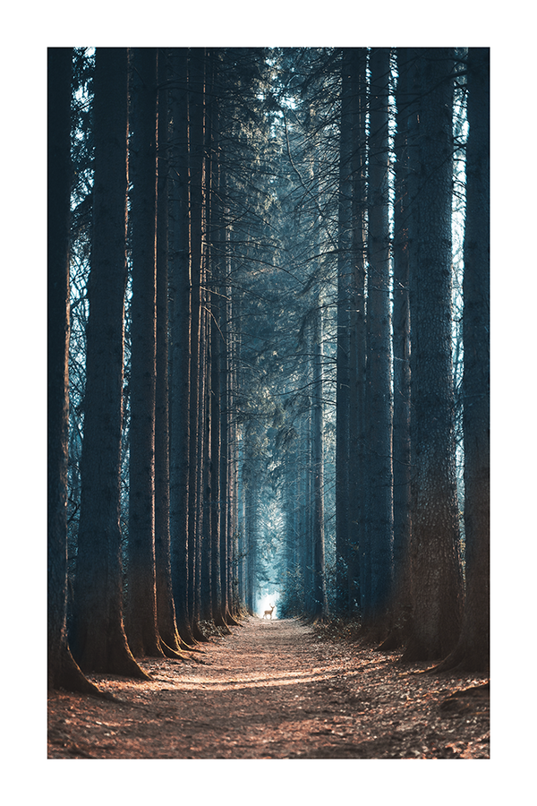 Dark Forest Poster