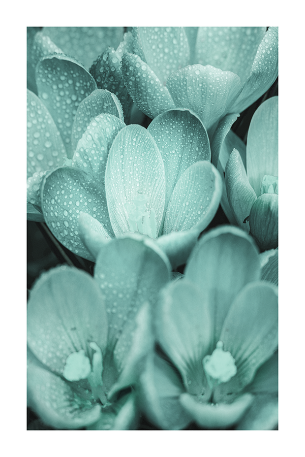 Turquoise Magnolia Poster