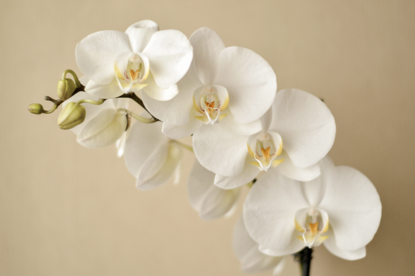 White Orchid Poster