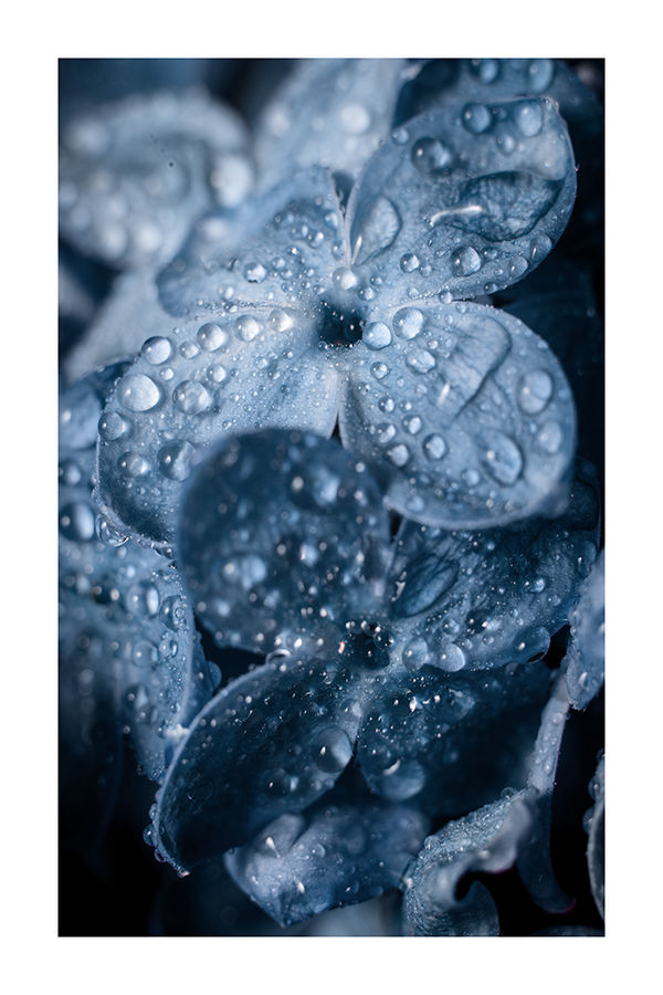 Blue Hydrangea Poster