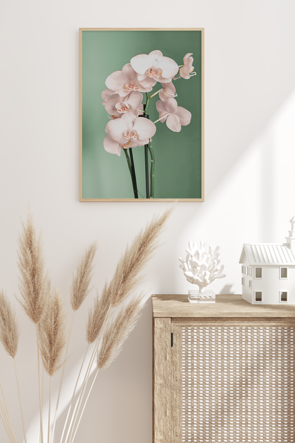 Light Pink Orchid Poster