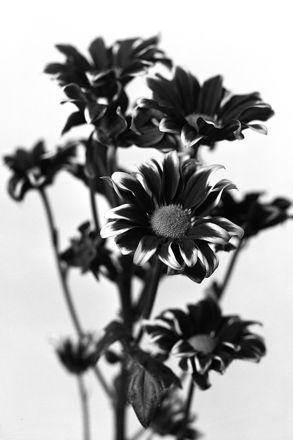 Black and White Gerbera Poster