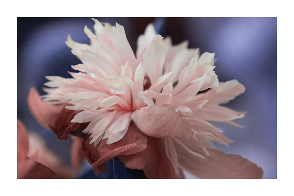 Light Pink Paeonia La Poster