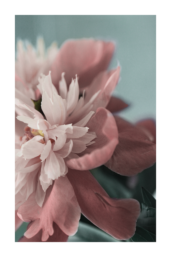 Light Pink Paeonia La Poster No.2