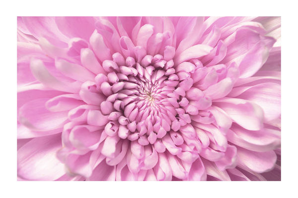 Purple Dahlia Poster