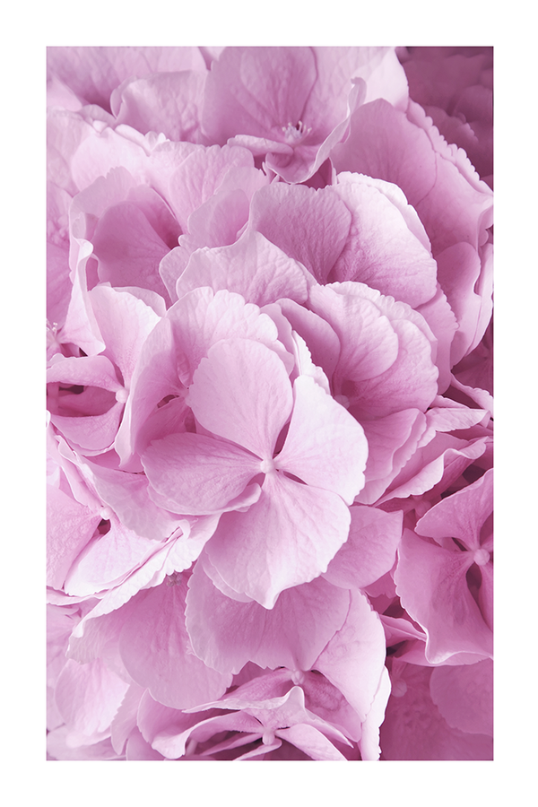 Purple Hydrangea Poster