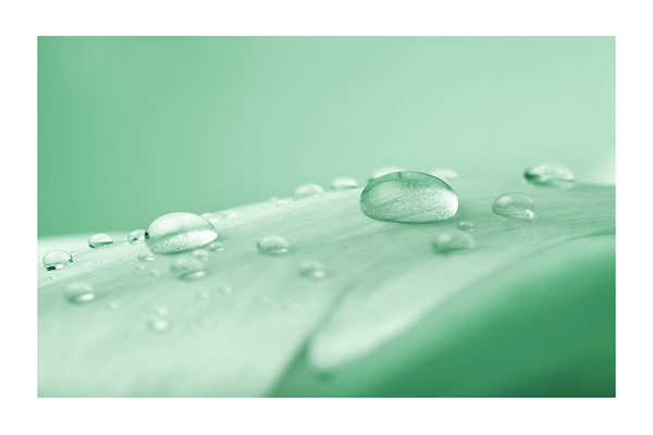 Water Drop on Leaf Poster